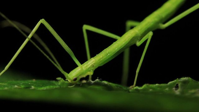 Stick Insect Eating  - Phasmatodea (3 of 5)