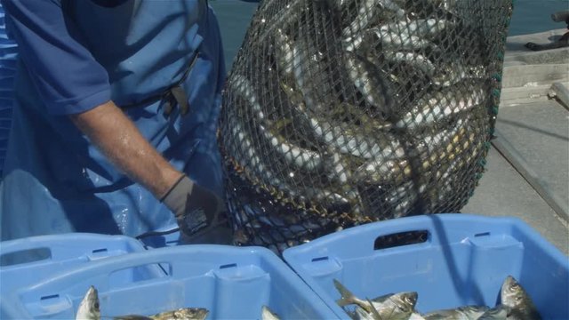 Commercial Fishing Industry fisherman fish catch on boat at fishing docks