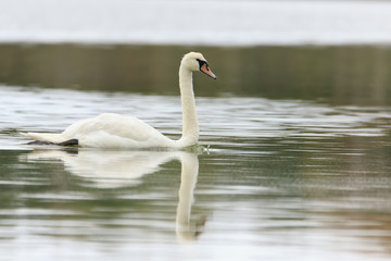 Obraz premium Swan on pond on a cloudy day
