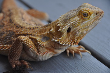 Bearded Dragon Irony