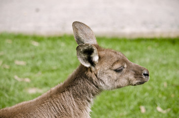 KI kangaroo