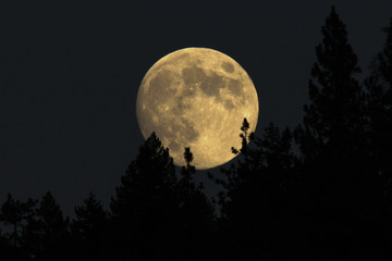Fototapeta na wymiar Full moon rising behind the trees.