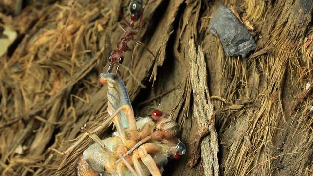 Cicada Attacked by Bull Ants 6