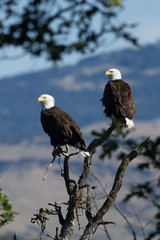A pair of mature Bald Eagles sitting in a tree.