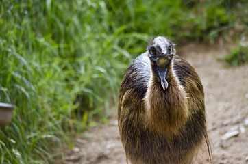 young cassowary