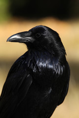 Raven with catch light in his eye and iridescent feathers.