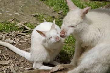 albino kangaroo