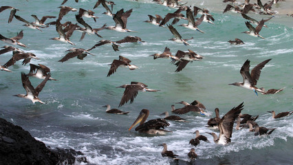 Fototapeta premium Hundreds of blue footed boobies flying and fishing, Galapagos, Ecuador