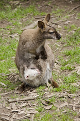 wallaby and albino joey