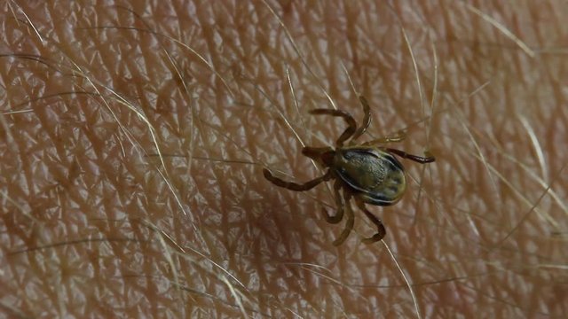 Paralysis tick, dog tick parasite - Parasitiformes