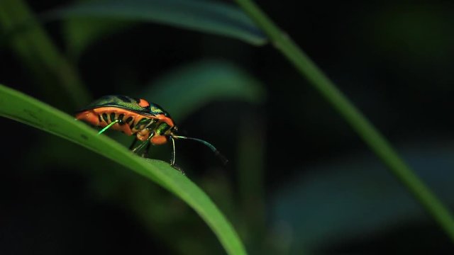 Jewel bug / metallic shield bug