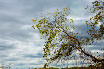 Trees in autumn on sky background, october