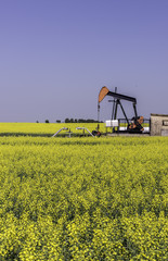 Oil well pumpjack in a field of canola