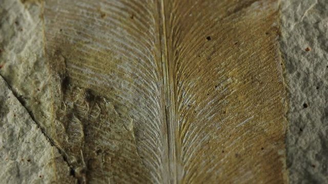 Pteridospermatophyta Bilder Durchsuchen 49 Archivfotos