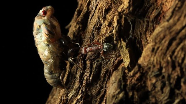 Cicada Hatching Time Lapse