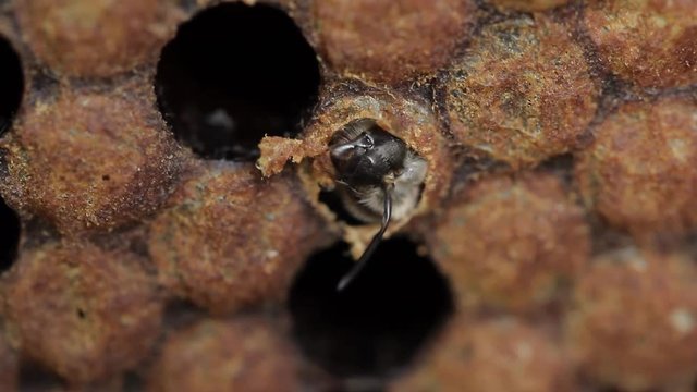 Imago young honey bee eating it's way out of cell macro footage