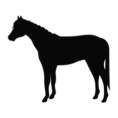 Horse icon. Animal life nature and fauna theme. Isolated design. Vector illustration