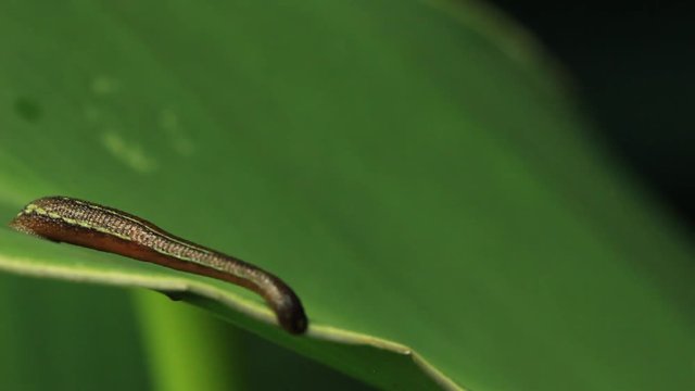 Leech Stock Footage 7