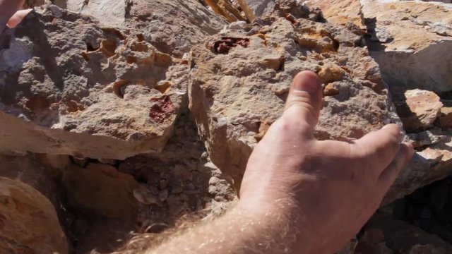 Fossil Excavation and Extraction
