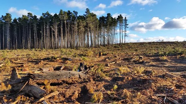 Deforestation and logging