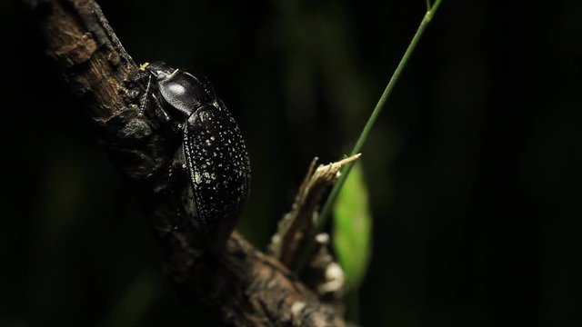 Beelte Insect Macro