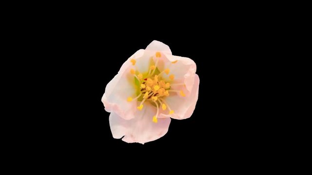 Almond flower blossoming / Almond flower blossoming isolated with alpha, encoded with photo-png