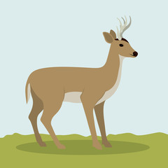 Deer icon. Animal life nature and fauna theme. Colorful design. Vector illustration
