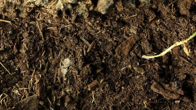 Cicada emerging from earth