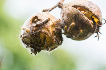 Many hairy caterpillar worm on pomegranate fruit