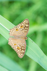 Closeup brown butterfly on leaf