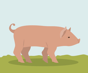Pork icon. Animal life nature and fauna theme. Colorful design. Vector illustration