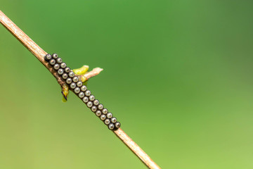 Butterfly eggs on branch