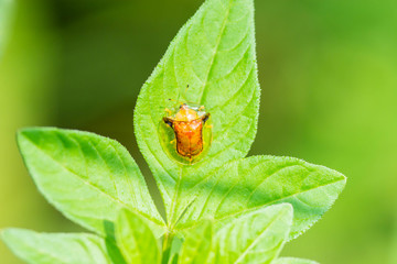 Golden Tortoise Beetle on leaves