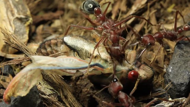 Cicada Attacked by Bull Ants 35