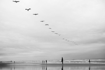 Pelican birds flying lineup over the ocean and cloudy day at the beach