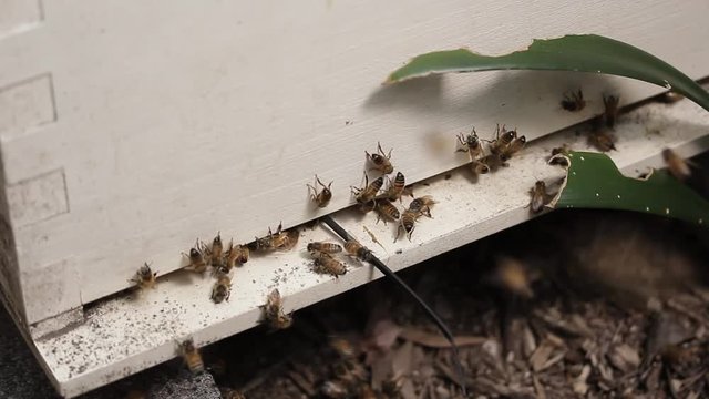 Bees entering and leaving hive