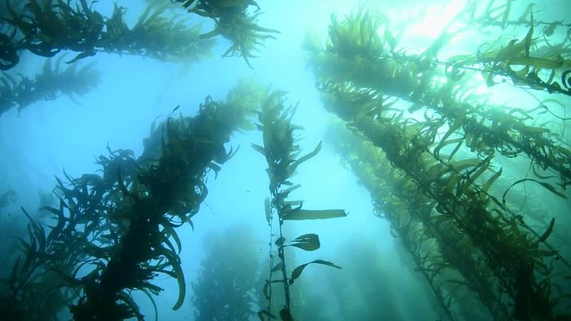 A beautiful kelp bed in southern California sways to the gentle motion of the water.