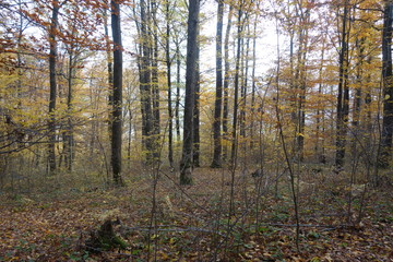 Autumn forest. Transcarpathia
