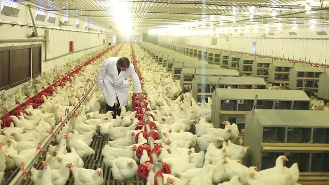 Farmer working on chicken farm, eggs and poultry production