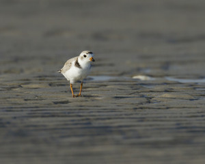 Piping plover walking on the sand