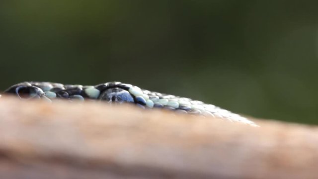 Snake Reptile Diamond Python