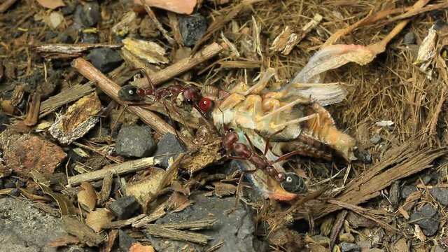 Cicada Attacked by Bull Ants 13