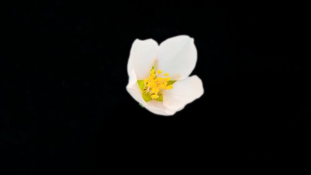Almond flower blossoming / Almond flower blossoming isolated with alpha, encoded with photo-png