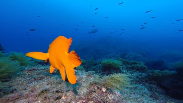 An orange garibaldi fish in Southern California swims into view of the camera while filming on a reef at Catalina Island..