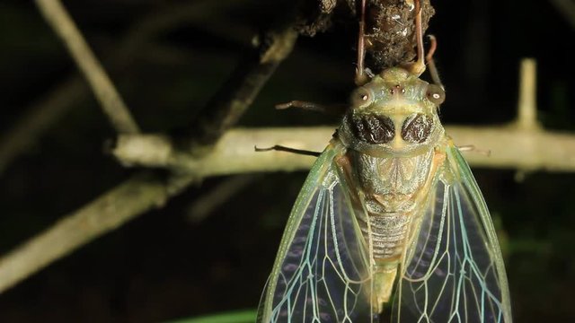 newly emerged cicada