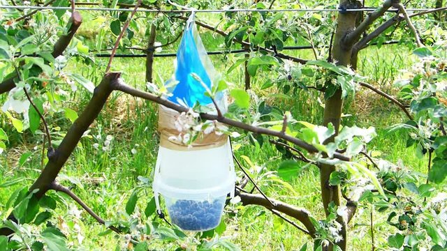 Insect recollection specimen capture in pheromones trap.