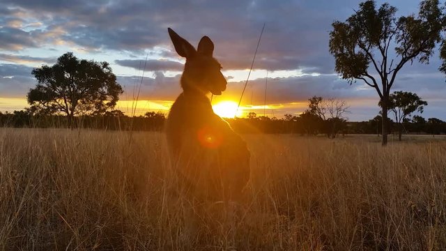 Kangaroo Eating Sunset Australia Landscape