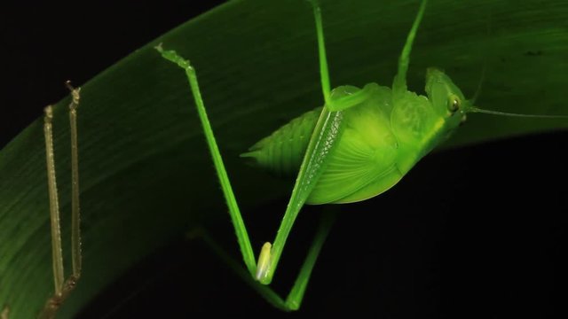 Katydid Insect - Tettigoniidae (2 of 2)
