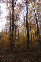 Autumn forest. Transcarpathia
