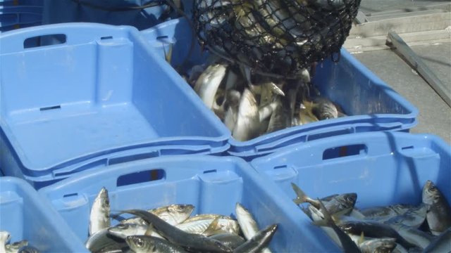 Commercial Fishing Industry fisherman fish catch on boat at fishing docks